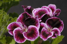 Sancho Panza Seeds for growers seeking a long-blooming display