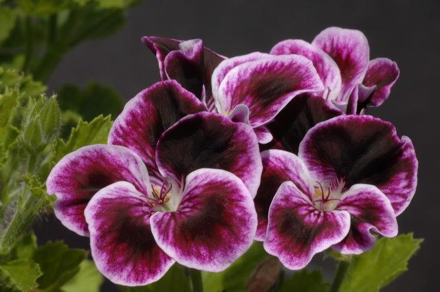 Sancho Panza Seeds for growers seeking a long-blooming display