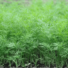 Green Dill Plants for cooks growing their own fresh herbs