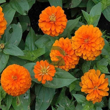 Go Go Yellow begonia Seeds (Begonia semperflorens) for growers filling out the indoor pots