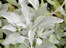 White Sage Seeds et  Ornamental Garden Plant Garden Plant Seeds