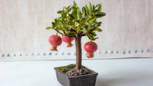 Pomegranate Punica Granatum Mini Bonsai Tree Seeds for sweet homegrown fruit in the Outdoor Pots