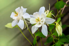 Columbine Aquilegia Vulgaris Perennial White Seeds prized for woodland Seasonal Blooms