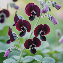 Maroon Sweet Pea Seeds for productive rows in the Fences