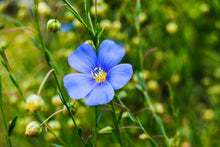 Flax Linum Usitatissimum Blau Flower Seeds for Planting – Beautiful Blooms for Cottage Gardens and Natural Landscaping