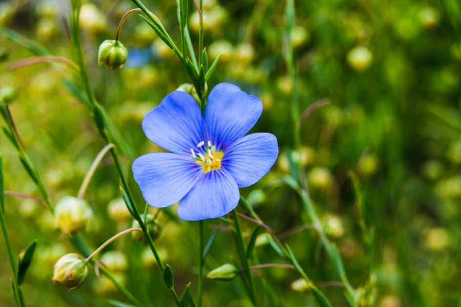 Flax Linum Usitatissimum Blau Flower Seeds for Planting – Beautiful Blooms for Cottage Gardens and Natural Landscaping