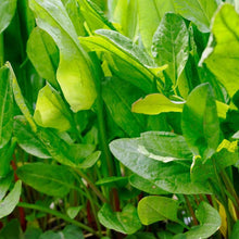 Sorrel Plants for a colorful addition to any planting
