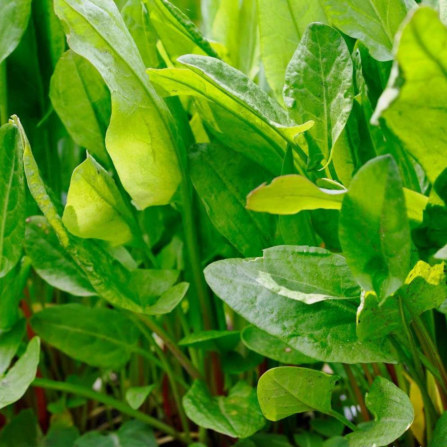 Sorrel Plants for a colorful addition to any planting