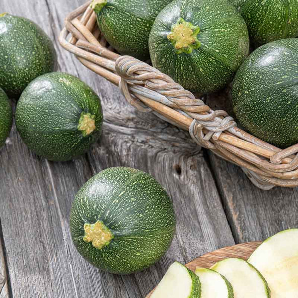 Rare (Round Zucchini Seeds – Organic Squash Bonsai) for planting in garden