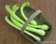 Tromba Albenga Squash Seeds known for unique Long Squash Varieties