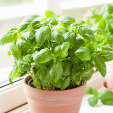 Green Basil Plants for cooks growing their own fresh herbs