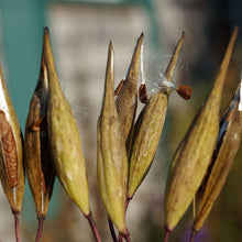 Milkweed Asclepias Syriaca Swamp Native Wildflower Seeds for Planting – Pollinator-Friendly Variety for Wetland Gardens