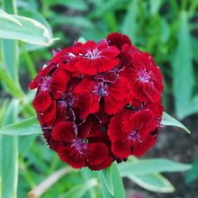 Dianthus Dunetti Seeds for reliable seasonal color