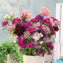 Dianthus Barbatus Tall Sweet William Double Mix Seeds for growers seeking a long-blooming display