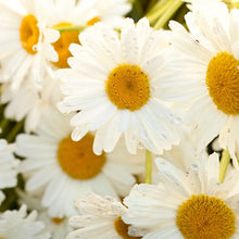 Daisy Lion Head Rare Variety Potted Seeds for a colorful addition to any planting