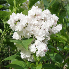 Lilli Syringa Linn Oleaceae Seeds for reliable seasonal color