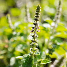Green Holy Plants (Basil tulsi) for cooks growing their own fresh herbs