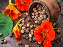 Begonia Seeds (Begonia tuberhybrida) for a colorful addition to any planting