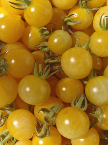Coyote Tomato Seeds (Solanum lycopersicum) for a reliable harvest in the small-space kitchen gardens