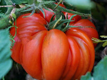 Red Seeds (Beefsteak tomato) valued by growers for slicing