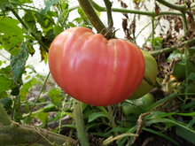 Tomato Eating for planting in home garden.