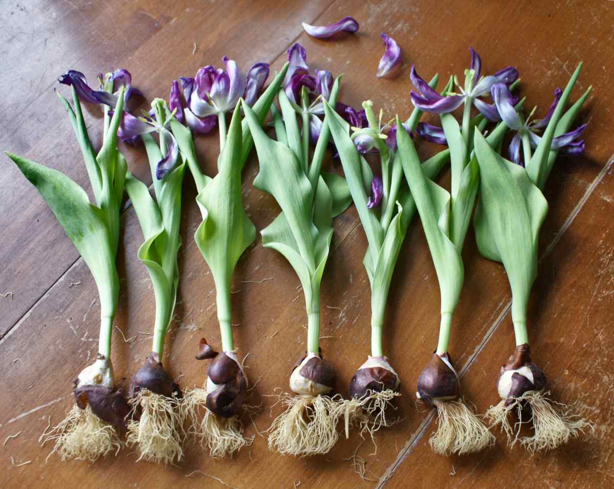Tulip Tulipa gesneriana flower bulbs for planting in home garden or seasonal flower beds - for planting in home garden