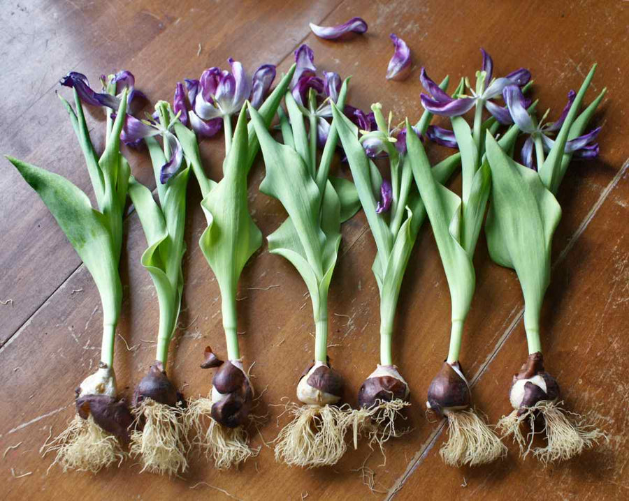 Tulip Tulipa gesneriana flower bulbs for planting in home garden or seasonal flower beds - for planting in home garden