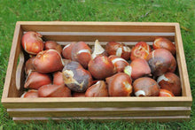 Petunia Seeds (Petunia hybrida) for a lasting display in the vertical garden planting