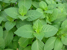 Green Tulsi Basil Plants for cooks growing their own fresh herbs