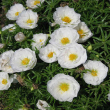 Moss Rose Portulaca Grandiflora White Ground Cover Seeds prized for sunny Spots