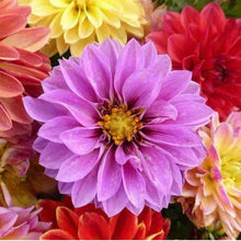 Unwin Bedding Flower Mix Seeds for growers filling out the Vibrant Flower Beds