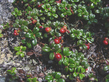 Vaccinium Vitas-Idaea (Mountain Cranberry Seeds prized for healthy Berries