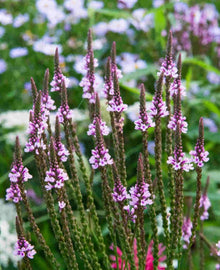 Verbena Rosa Spiers Seeds grown for bright Pink Verbena Flowers