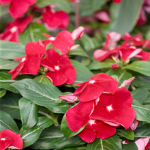 Vinca Cooling Red Annual Seeds prized for vibrant Red Flowers