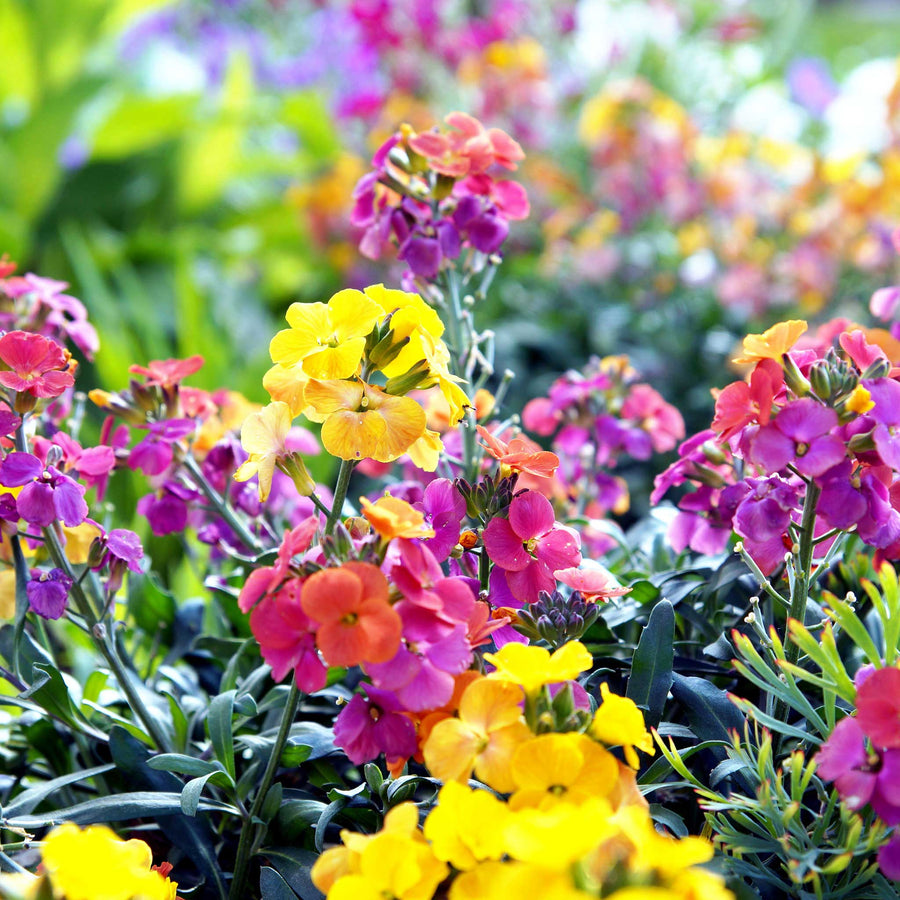 Wallflower Erysimum cheiri English flower seeds for planting in home garden borders or containers - for planting in home garden