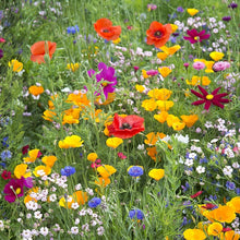 Wildflower Mix Seeds prized for colorful, Natural Flower Blooms