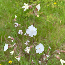 White Campion Seeds (Silene latifolia) for growers filling out the backyard gardening beds