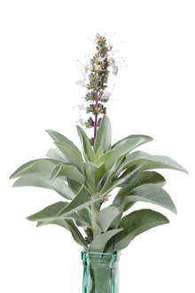 White sage Plants for cooks growing their own fresh herbs