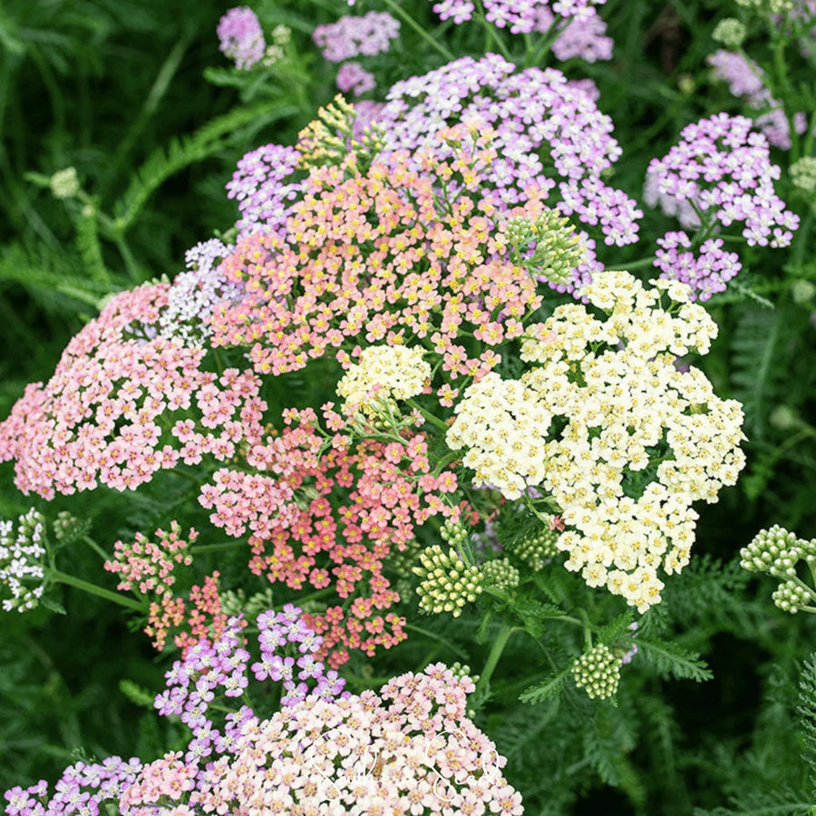 Achillea Millefolium Yarrow Colorado Mix Seeds for growers filling out the Container Planting