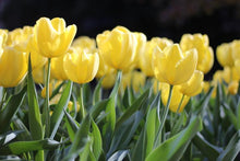 Tulip Yellow Cold-Hardy Seeds for growers seeking a long-blooming display