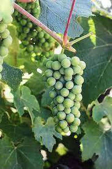 Heirloom Non-GMO White Concord Grape Seeds for sweet homegrown fruit in the Sweet, Large Grapes in Your Home Garden