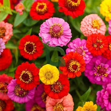 Bright Lilliput Zinnia Seeds (Zinnia elegans) for growers filling out the sunny flower beds