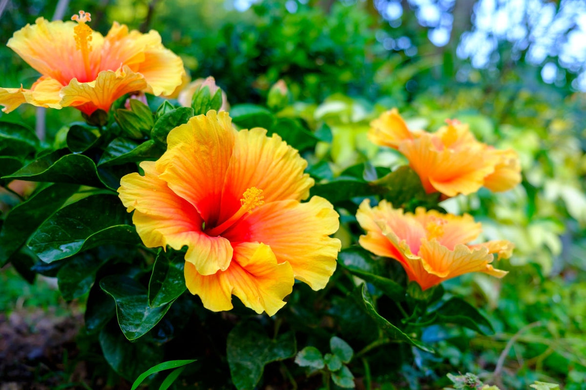 Hibiscus Flower Seeds for Beautiful Yellow Gardening et  Ornamental Garden Plant Premium Quality Seeds