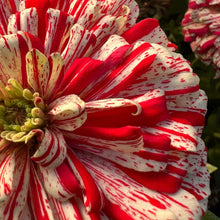 Zinnia Higro Candy Dog Seeds for a bright addition to the Vibrant Garden Blooms
