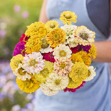 Zinnia Zinnia elegans Candy Stripe flower seeds for planting in home garden or seasonal flower beds - for planting in home garden