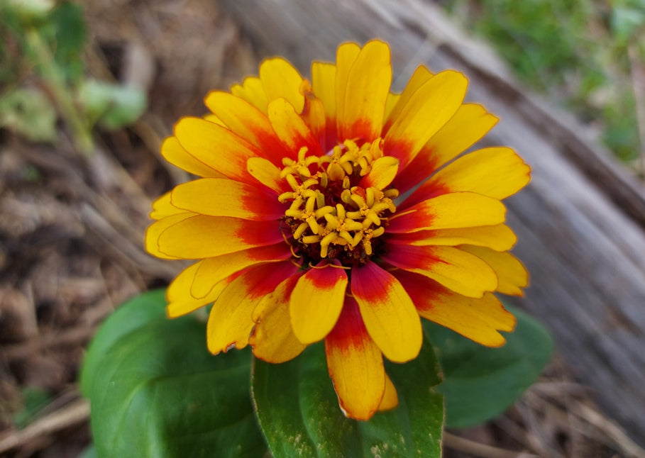 Macarenia Macarenia Clavijera Flower Seeds for Planting – Ornamental Variety for Tropical Gardens and Seasonal Displays