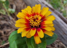 Macarenia Macarenia Clavijera Flower Seeds for Planting – Ornamental Variety for Tropical Gardens and Seasonal Displays