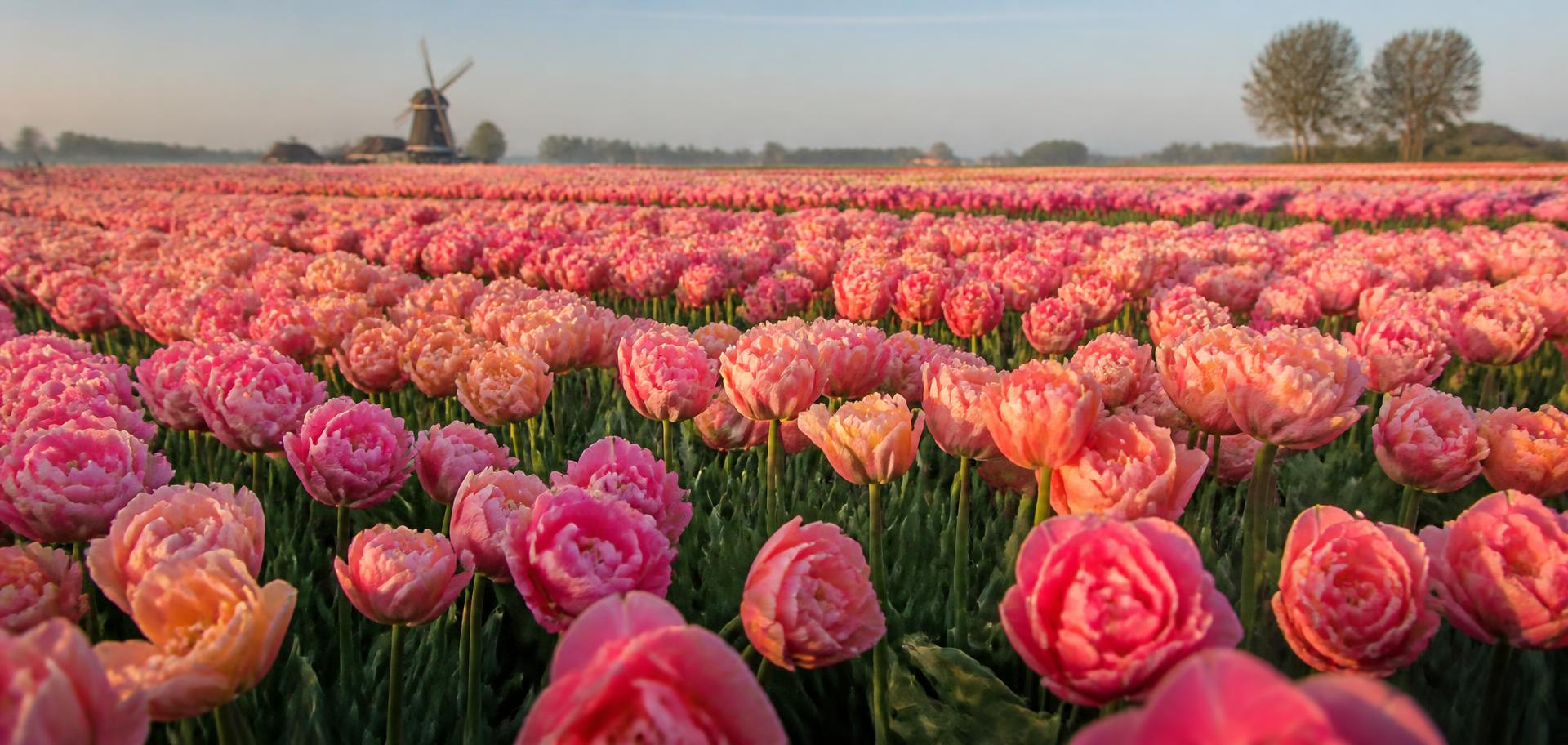 Field of double flowering tulips
